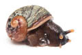 Acavus haemastoma melanotragus Induruwa, Sri Lanka juvenil, 15 mm